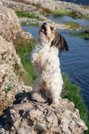 Foto de Beaver York perro, paseo al aire libre, sucio y sin peinar - Imagen libre de derechos