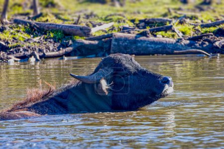 Foto de El búfalo de agua (Bubalus bubalis), también llamado búfalo de agua doméstico o búfalo de agua asiático. - Imagen libre de derechos