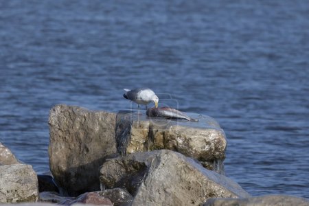 Photo for The American herring gull or Smithsonian gull (Larus smithsonianus or Larus argentatus smithsonianus) - Royalty Free Image