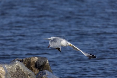 Photo for The American herring gull or Smithsonian gull (Larus smithsonianus or Larus argentatus smithsonianus) - Royalty Free Image