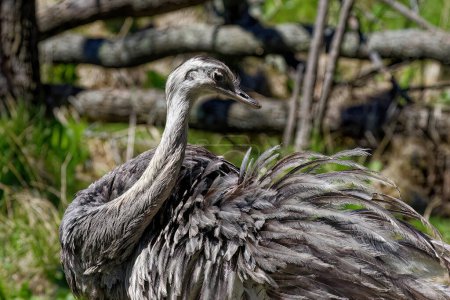 Photo for The greater rhea (Rhea americana) that is sometimes called an American ostrich. - Royalty Free Image