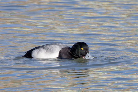 Téléchargez les photos : Canard plongeur (Aythya marila), oiseau migrateur sur le lac Michigan en hiver - en image libre de droit