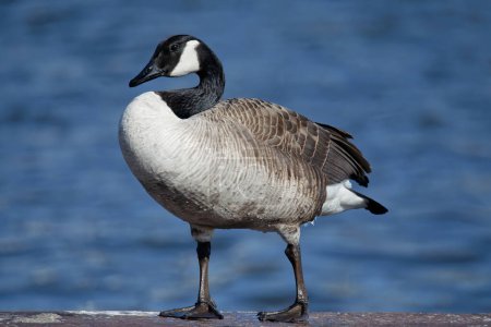 Téléchargez les photos : Canada goose (Branta canadensis) sitting on the river bank - en image libre de droit