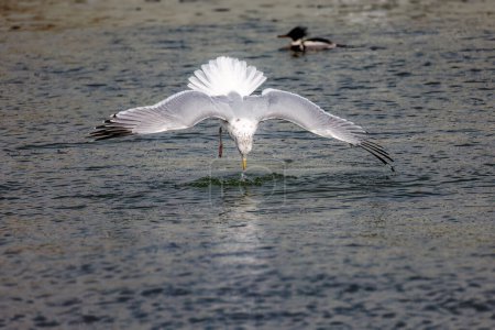 Photo for The herring gull (Larus argentatus) attacking prey - Royalty Free Image