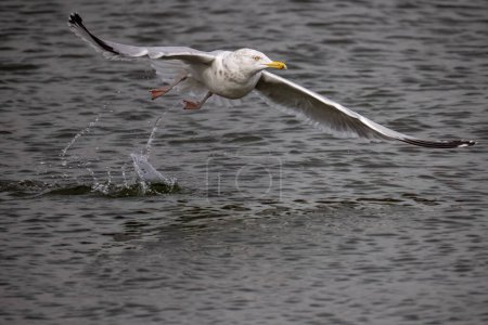 Photo for The herring gull (Larus argentatus) in flight - Royalty Free Image