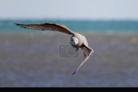 Photo for Young herring gull (Larus argentatus) in flight - Royalty Free Image