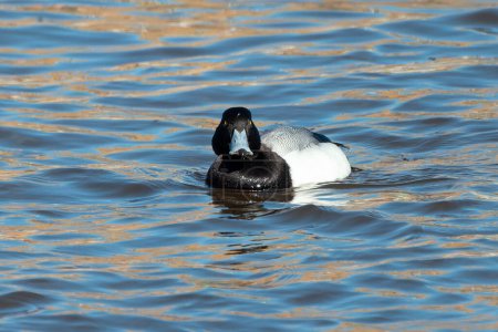 Photo for The greater scaup (Aythya marila) diving duck, migrating bird on Lake Michigan in winter - Royalty Free Image