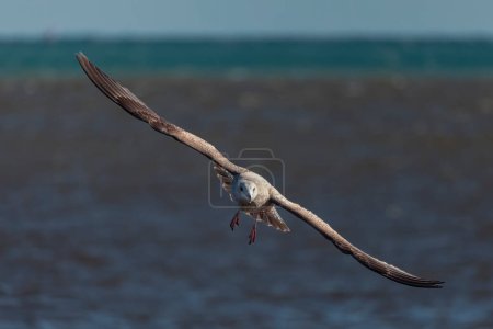 Photo for Young herring gull (Larus argentatus) in flight - Royalty Free Image