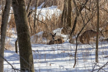 Téléchargez les photos : Un cerf. Le cerf de Virginie est aussi connu sous le nom de queue blanche ou cerf de Virginie en hiver sur la neige. Le cerf de Virginie est le symbole faunique du Wisconsin et le gibier de l'Oklahoma
. - en image libre de droit