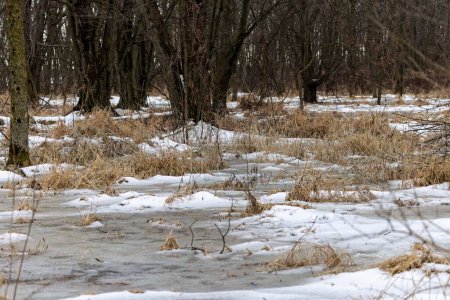 Photo for Flooded floodplain winter forest in Wisconsin in late winter - Royalty Free Image