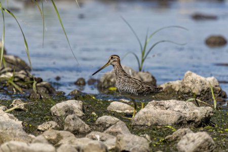 Photo for Wilson's snipe  (Gallinago delicata), Inhabitant of swamps, tundra and wet meadows in Canada and the northern United States - Royalty Free Image