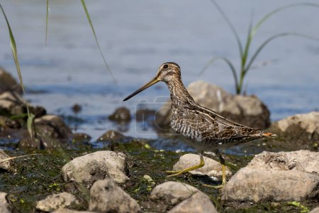 Photo for Wilson's snipe  (Gallinago delicata), Inhabitant of swamps, tundra and wet meadows in Canada and the northern United States - Royalty Free Image
