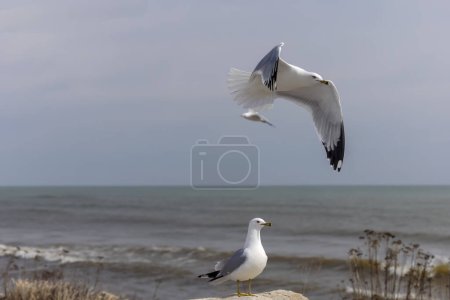 Photo for The ring-billed gull (Larus delawarensis) on the shore od lake Michigan in Wisconsin - Royalty Free Image