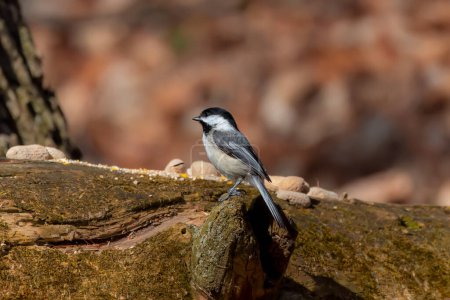 Photo for The black-capped chickadee (Poecile atricapillus) - Royalty Free Image