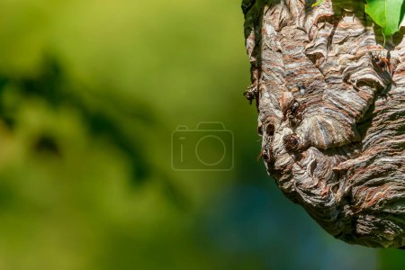 Téléchargez les photos : Frelon à tête chauve (Dolichovespula maculata), un grand nid suspendu à une branche d'arbre - en image libre de droit