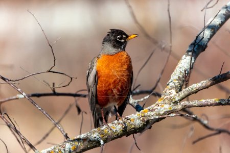 The American robin (Turdus migratorius) in spring in search of food.The American robin is the most abundant bird in North America
