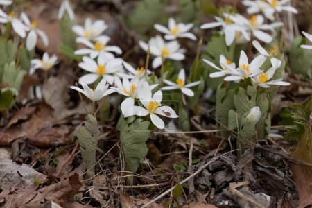 Sanguinaria canadensis, commonly called bloodroot. Natural scene from Wisconsin state park.