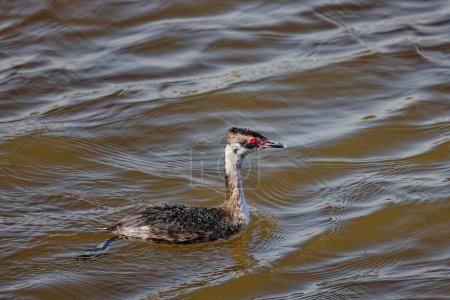 Photo for The horned grebe or Slavonian grebe (Podiceps auritus) Female on the lake Michigan during migration - Royalty Free Image