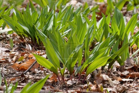 Wild Ramps - Bärlauch (Allium tricoccum), allgemein bekannt als Rampe, Rampen, Frühlingszwiebeln, Lauch, Lauch. Nordamerikanische Wildzwiebelart. Rampen gelten in Kanada als seltene Delikatessen