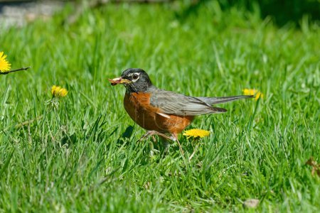 American robin (Turdus migratorius)  brings worms and earthworms to the young