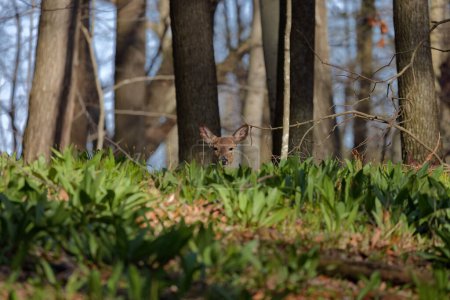 Photo for White - tailed deer or Virginia deer (Odocoileus virginianus)  lies in a forest overgrown with wild garlic - Royalty Free Image