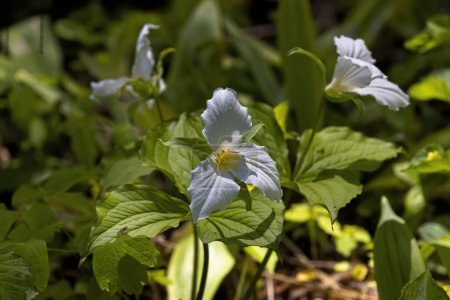 Photo for The white trillium (pink trilium)  the plant is native to eastern North America - Royalty Free Image
