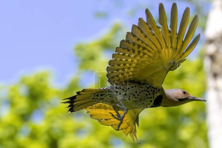  El parpadeo del norte (Colaptes auratus) vuela desde la cavidad del nido. Parpadea anidando en Wisconsin. Pájaro norteamericano.