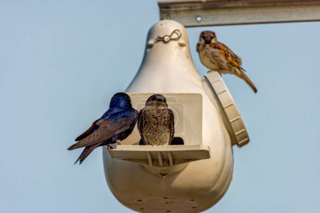 Téléchargez les photos : L'hirondelle pourpre (Progne subis), un couple d'oiseaux, mâle et femelle assis sur le bord du nichoir - en image libre de droit