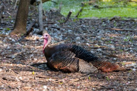 The wild turkey (Meleagris gallopavo) in the state park in Wisconsin