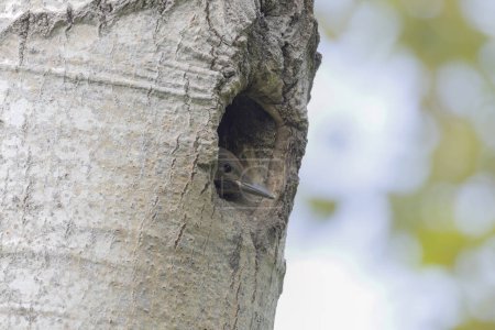 Téléchargez les photos : Le jeune scintillement du nord observe les environs depuis la cavité du nid. - en image libre de droit