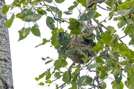 Téléchargez les photos : Le nid de l'oriole de Baltimore dans les branches d'un arbre couronne - en image libre de droit
