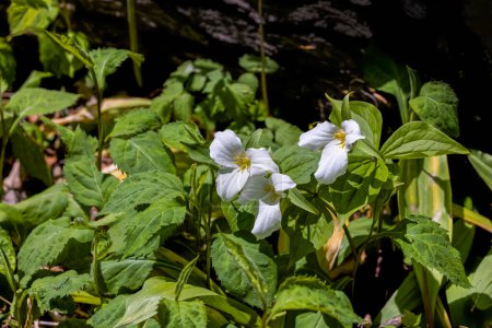 Photo for Large White Trillium (Trillium grandiflorum) is one of the most well-known woodland spring flowers in the United States. Spring  lovely white flowers with three ruffled petals. - Royalty Free Image