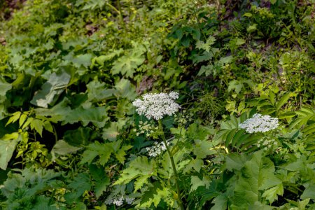 Photo for American Cow parsnip (Heracleum maximum)  is also known as  Satan celery, Indian celery, Indian rhubarb or pushki. Native to North America. - Royalty Free Image