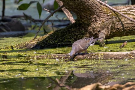 Téléchargez les photos : La colombe triste (Zenaida macroura), les oiseaux sont à la recherche d'eau et viennent boire au lac - en image libre de droit
