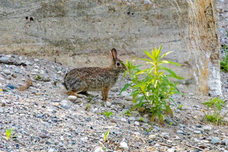 Photo for The eastern cottontail on the river bank. Young wild rabbit - Royalty Free Image