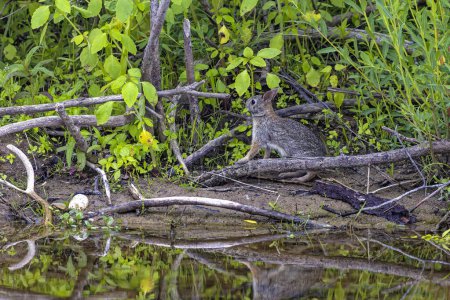 Photo for The eastern cottontail on the river bank. Young wild rabbit - Royalty Free Image