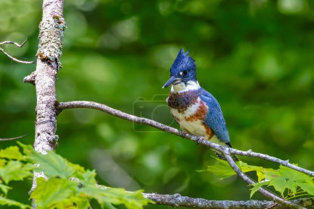 The belted kingfisher (Megaceryle alcyon) Migration bird native to North America. The kingfisher is often seen perched on trees, posts, or other convenient vantage points near the water.