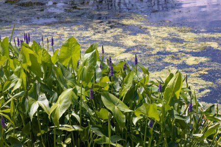 Photo for Pickerelweed, Pickerel Rush Water hyacint (Pontederia cordata). The pickerelweed    or pickerel weed ,native amerivan flowers - Royalty Free Image