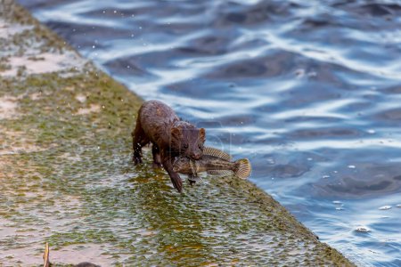 Photo for American mink (Neovison vison) brings caught fish for the young. - Royalty Free Image
