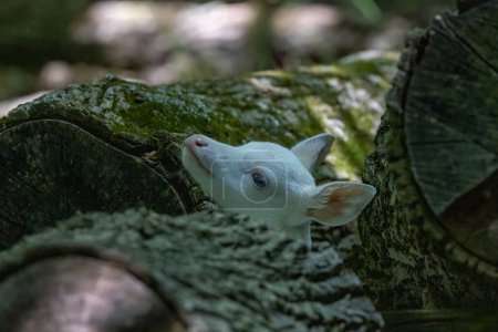 Téléchargez les photos : Cerf de Virginie - nouveau-né cerf blanc rare caché parmi les troncs d'arbres tombés - en image libre de droit