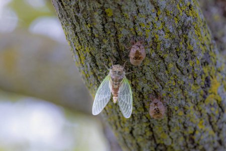 The dog-day cicada (Neotibicen canicularis). The final stage of the larval to adult insect transformation