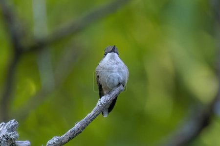 Téléchargez les photos : Le colibri à gorge rubis (Archilochus colubris)) - en image libre de droit