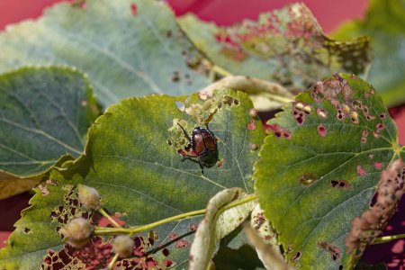 The Japanese beetle (Popillia japonica) is a species of scarab beetle. Invasive beetle.
