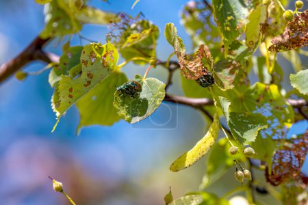 Photo for The Japanese beetle (Popillia japonica) is a species of scarab beetle. Invasive beetle. - Royalty Free Image