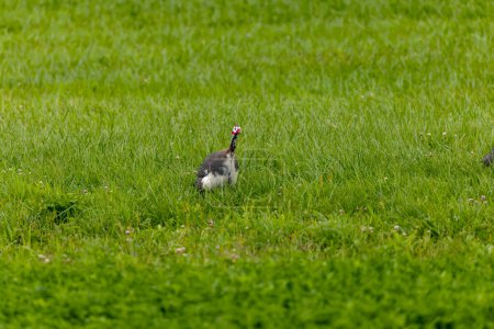 Photo for The helmeted guineafowl (Numida meleagris) on a meadow. Native  African bird, often domesticated in Europe and America - Royalty Free Image