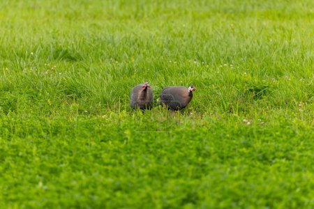Photo for The helmeted guineafowl (Numida meleagris) on a meadow. Native  African bird, often domesticated in Europe and America - Royalty Free Image