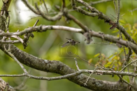 Téléchargez les photos : Colibri à gorge rubis (Archilochus colubris) ) - en image libre de droit