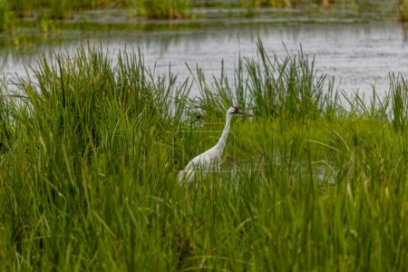 Foto de La grúa (Grus americana) en el pantano. Nativo, raro el ave norteamericana más alta   . - Imagen libre de derechos