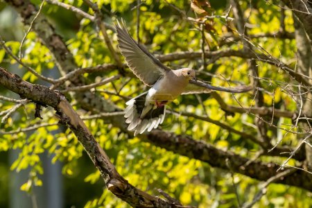 Téléchargez les photos : La colombe triste (Zenaida macroura) en vol - en image libre de droit