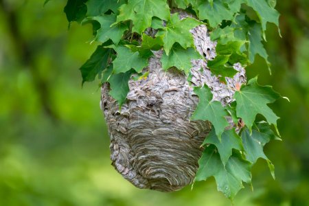 Photo for Bald-faced hornet ( Dolichovespula maculata ) Nest on a tree in the park. - Royalty Free Image
